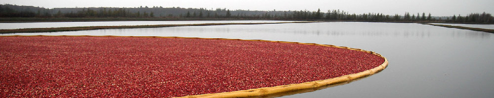 Cranberries