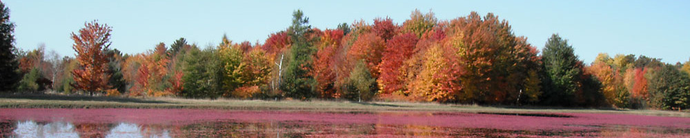 Foliage and Floating Berries