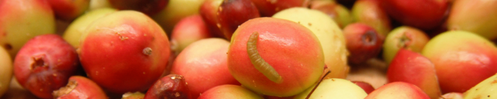 Cranberries with Bugs