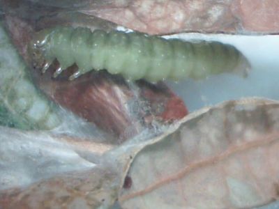SpargPrePupa5_opt