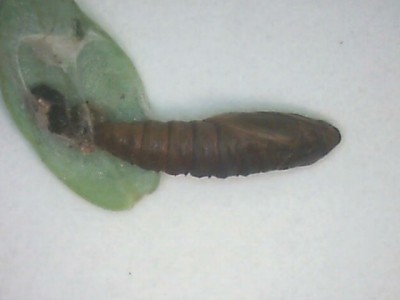 SpargPupa06-bmp