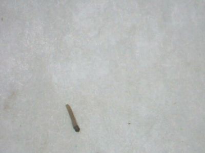 larvaefield5_opt