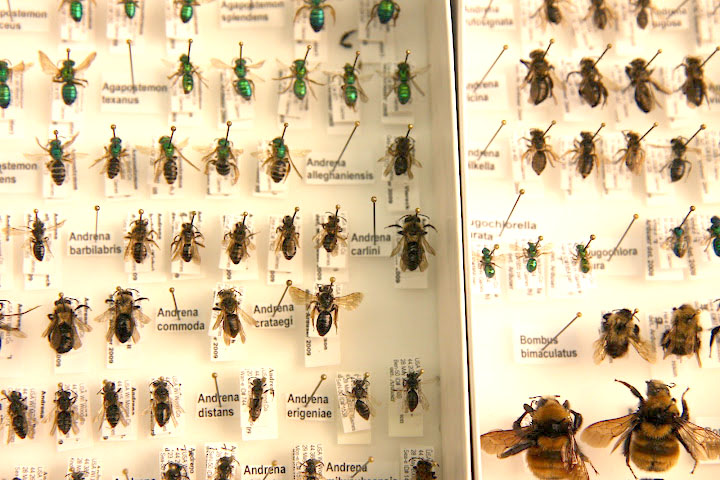 bee-collection