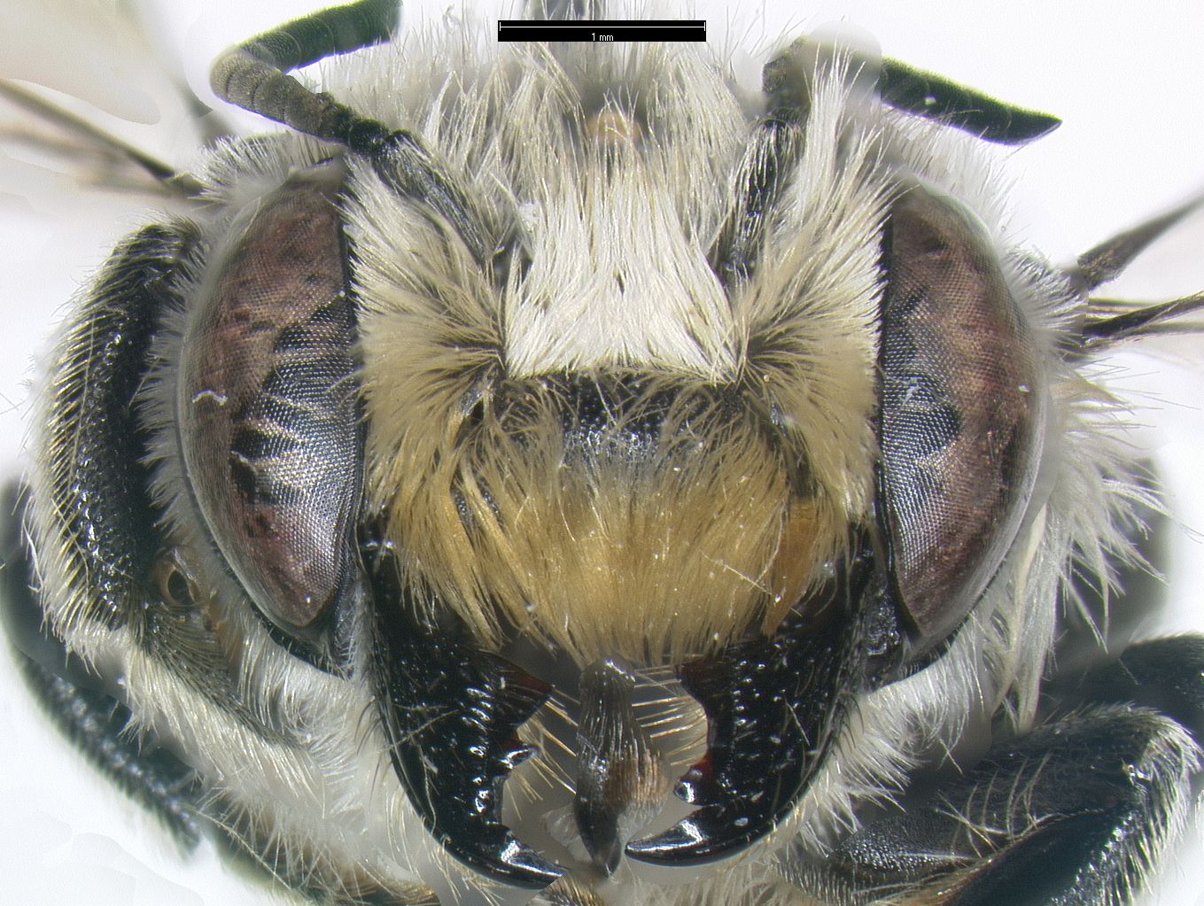 megachile.addenda.head