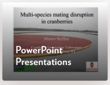 PowerPoint Presentations Icon